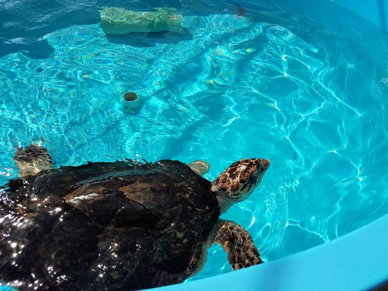 Support Conservation Through Turtle Adoption Programs