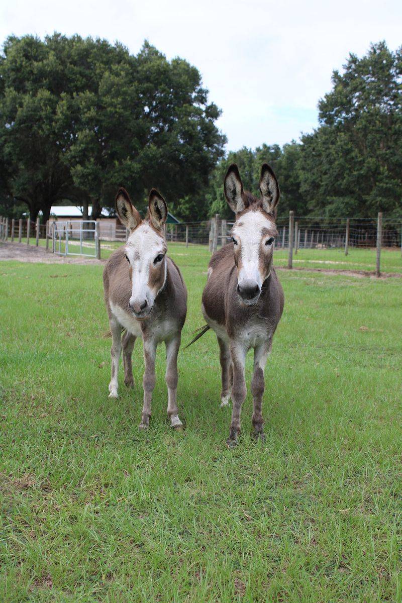 Live Far Away? Your New Donkey Can Still Make the Trip