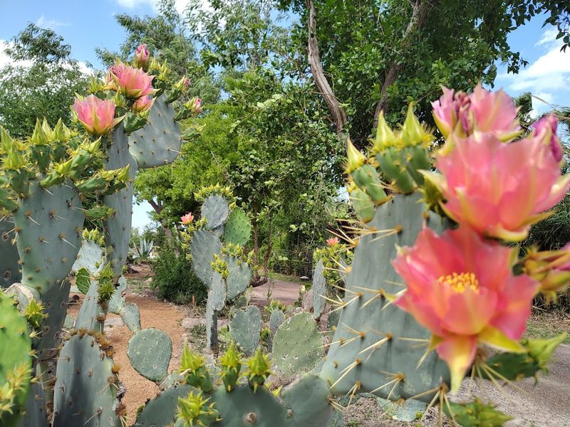 The Cactus Garden Showcases Desert Flora in Stunning Detail