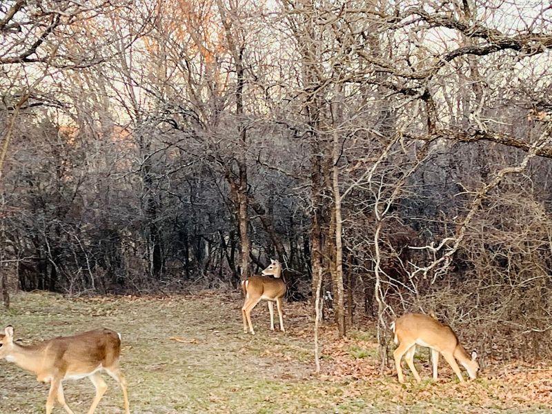 Wildlife Watching and Birding Moments