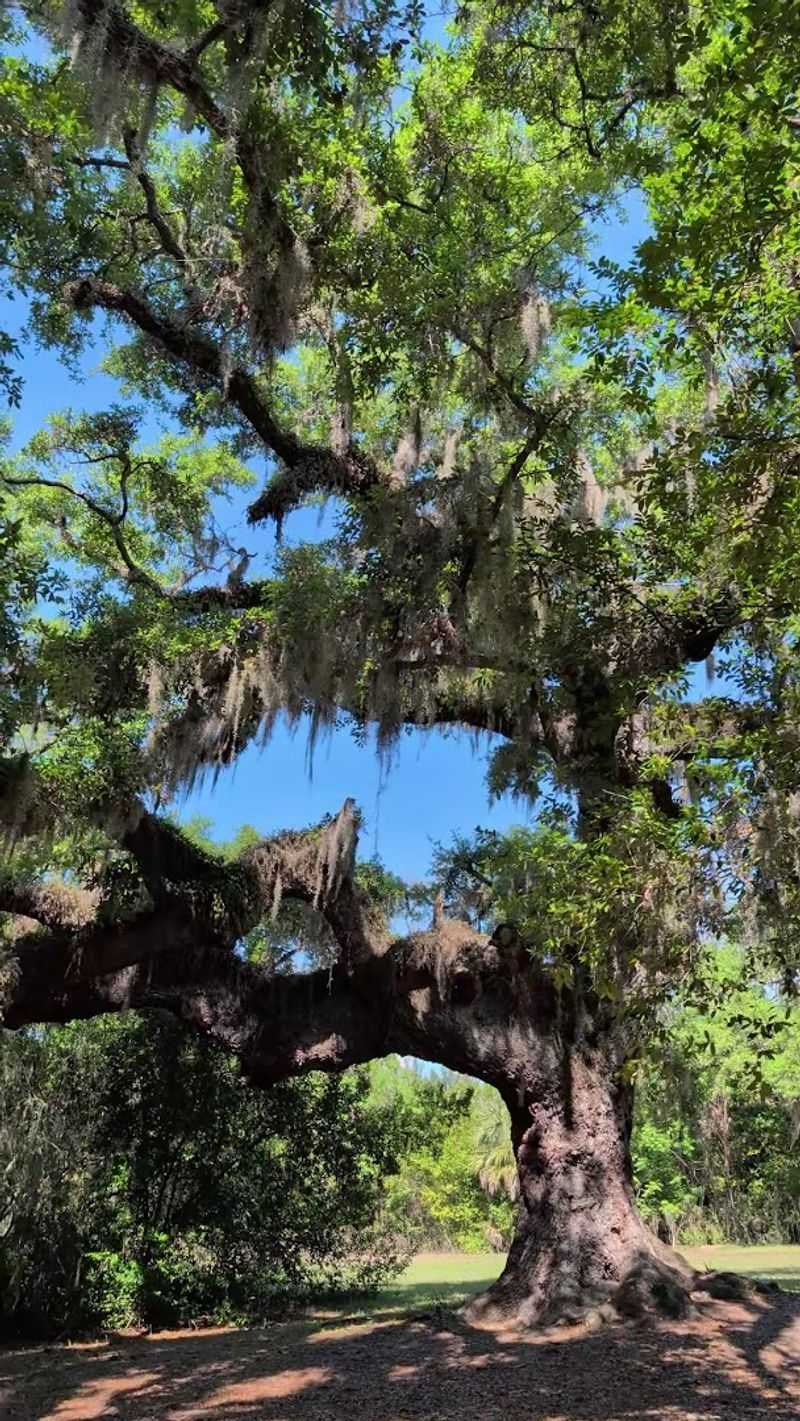 The Sacred Tocobaga Indian Mound