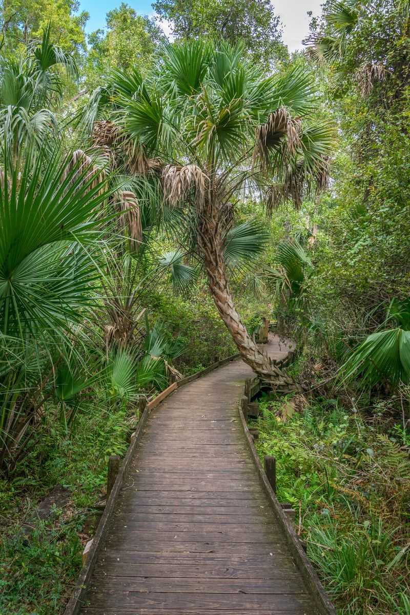 The Partially Closed Jungle Boardwalk