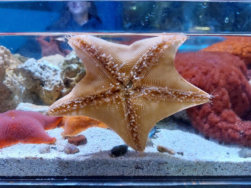 Starfish, Sea Urchins, and Real Science