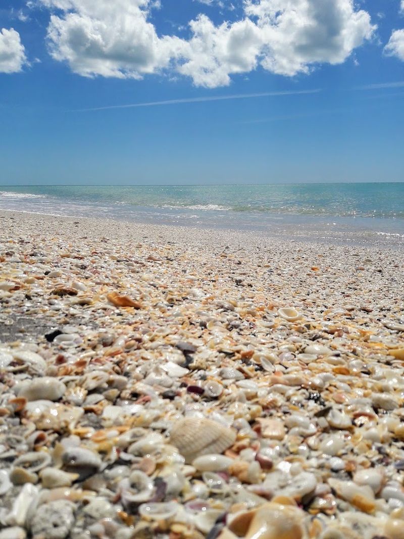 Mountains of Shells That Create a Beachcomber's Paradise