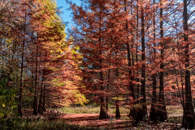 Hiking Trails Through Towering Pine Forests
