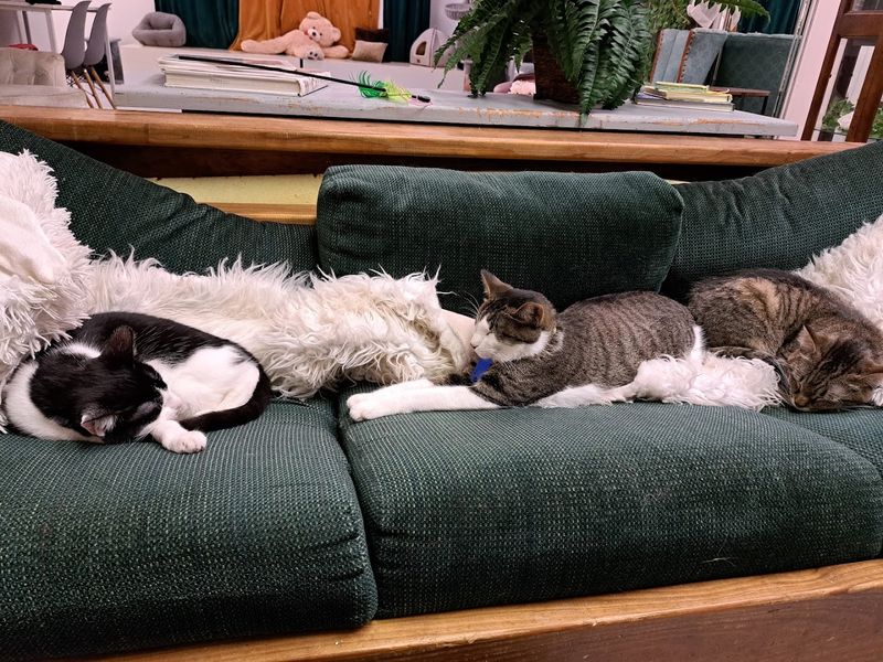 Why Cat Lovers Will Feel Right At Home Here