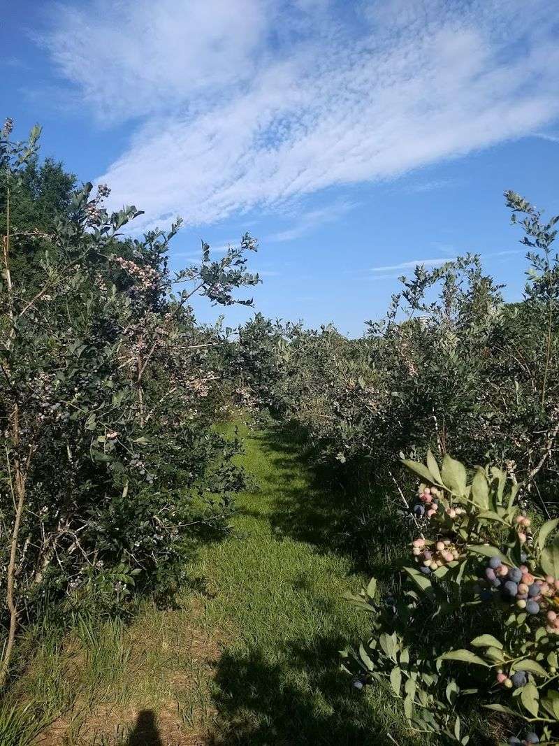 Green Meadows Farm (Monticello)