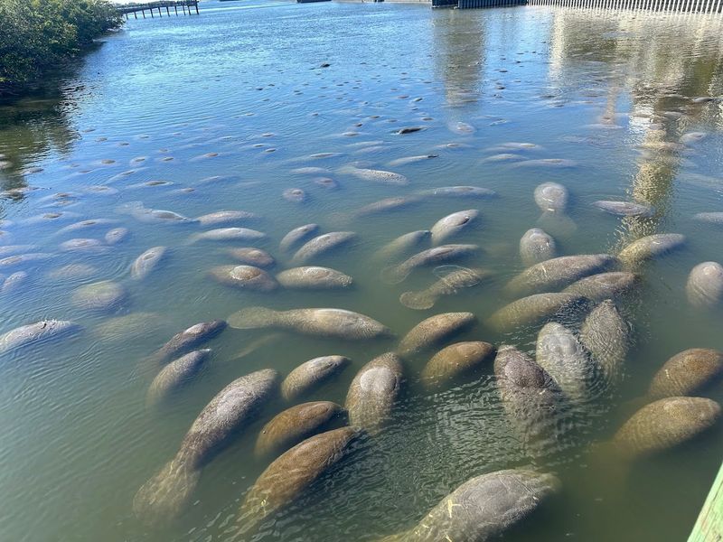 TECO Manatee Viewing Center
