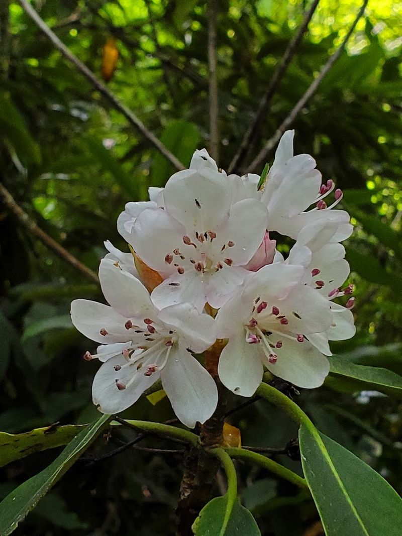 Wildflowers, Fireflies, and Glow