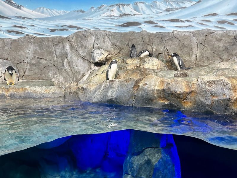 Watch the Playful Penguins Dive and Swim