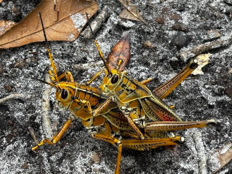 The Grasshopper Invasion Nobody Warned You About
