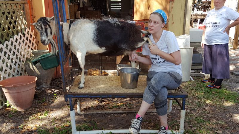 Fresh Goat Milk That Tastes Nothing Like the Store Version