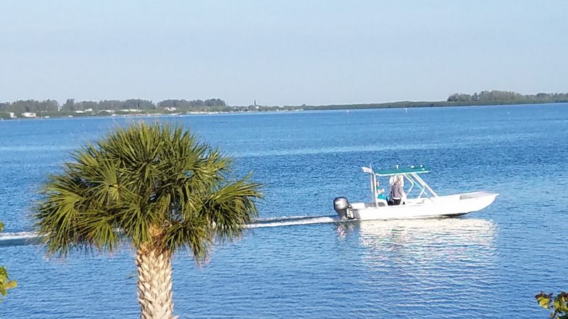 Tarpon Season: Spring's Most Spectacular Wildlife Event
