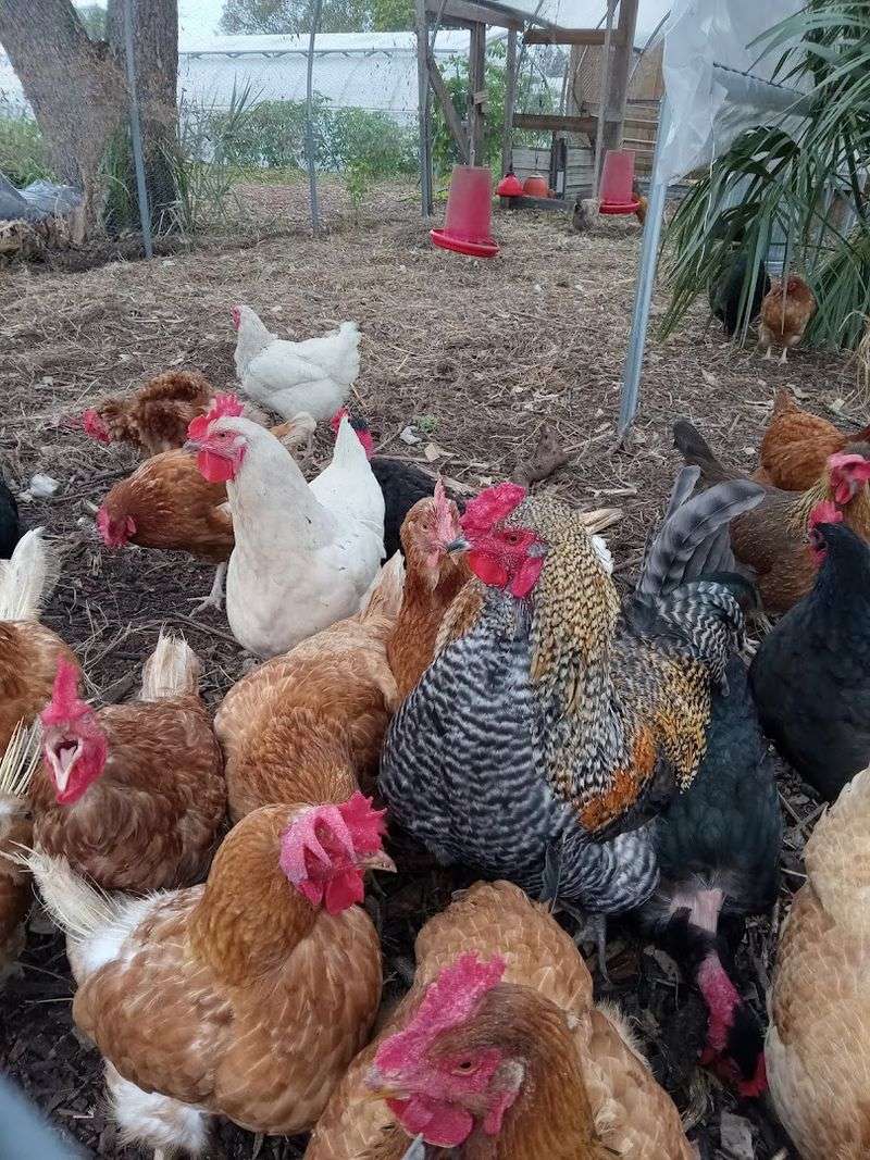Pasture-Raised Eggs and Grass-Fed Meats
