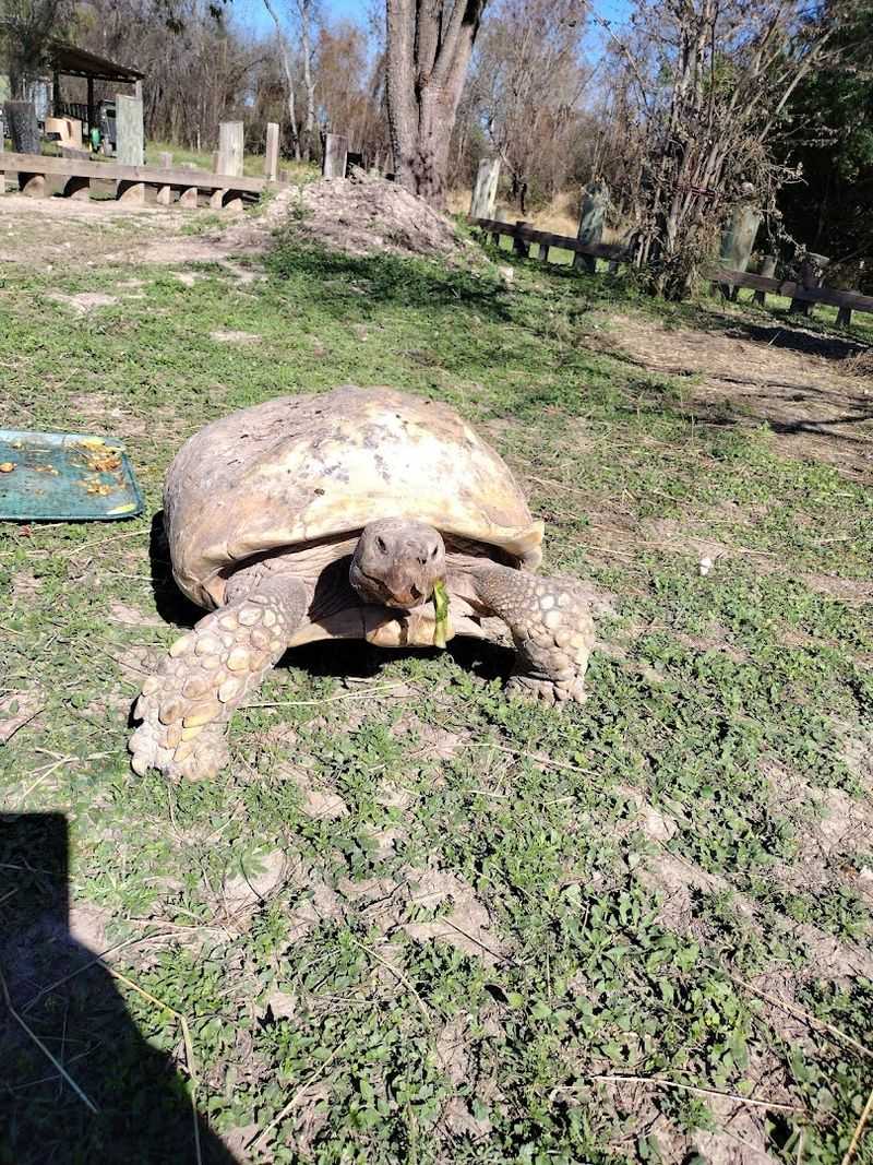 Meet Spike, the Resident Tortoise Celebrity