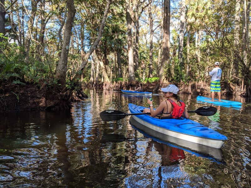 Wildlife Encounters That Don't Require a Safari Ticket