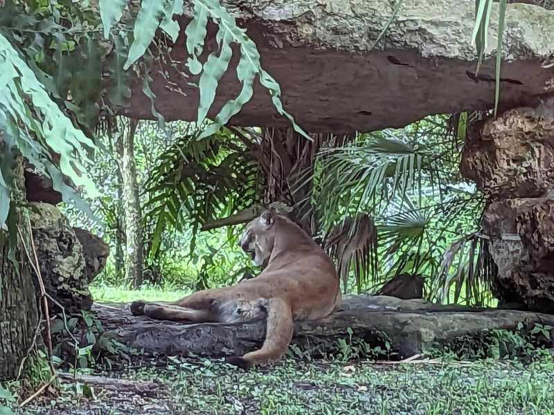 The Wildlife Sanctuary and Rescued Animals