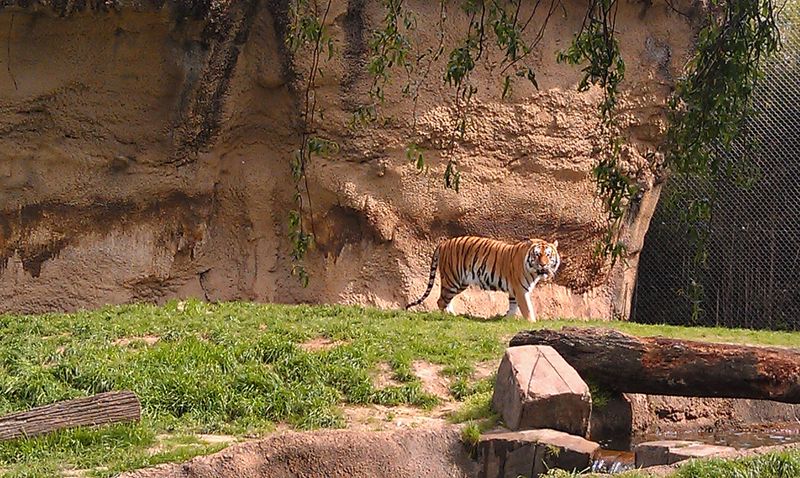 Cat Country’s Big Cats Up Close