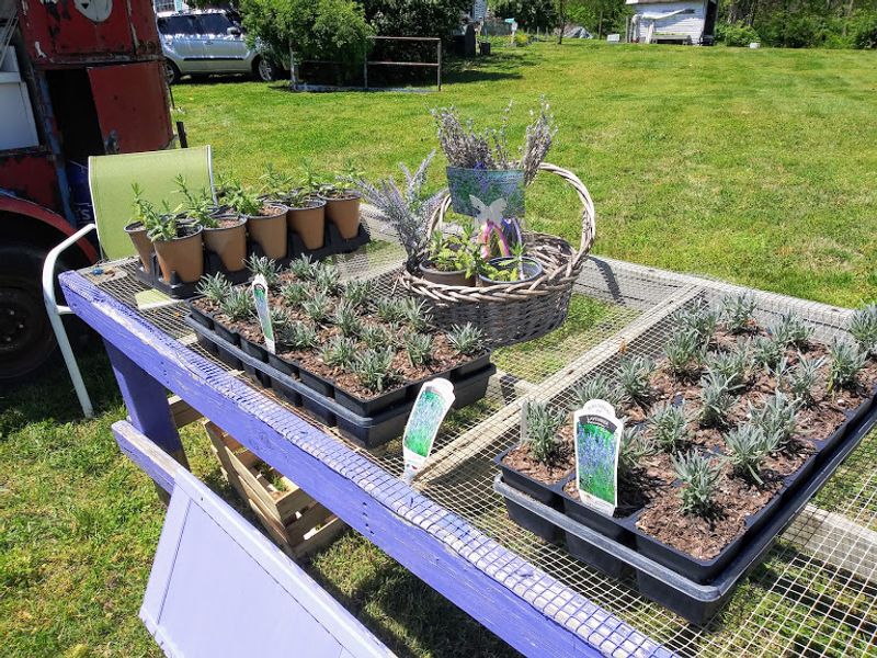 More Than Just Lavender