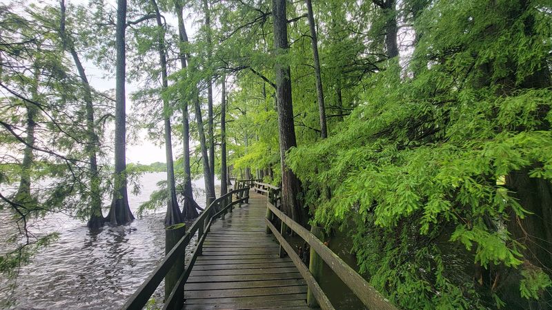 Explore the cypress boardwalk at Reelfoot Lake State Park — Tiptonville