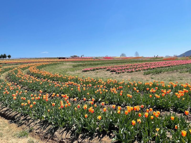 Half a Million Tulips Create a Stunning Spring Display