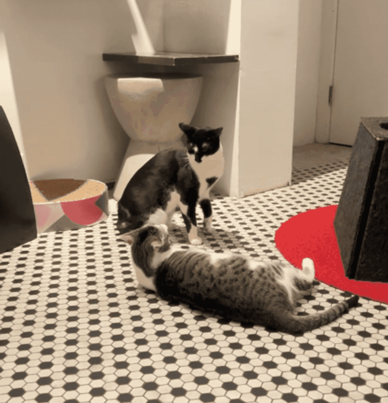 Best Times And Crowd Tips