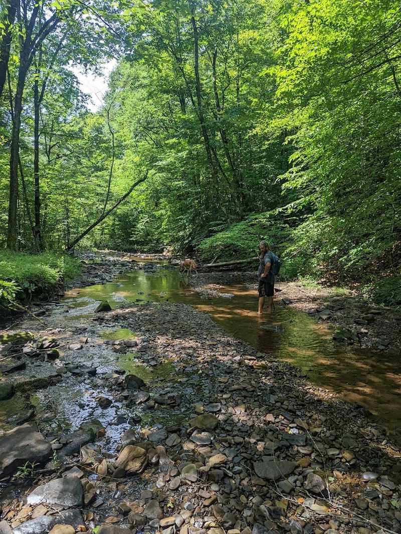 Casting Calm: Fishing Quietly on Prouty Run