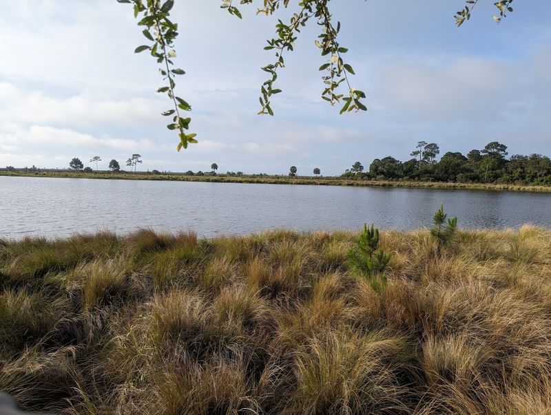 St. Marks National Wildlife Refuge Trails Beyond the Lighthouse — St. Marks
