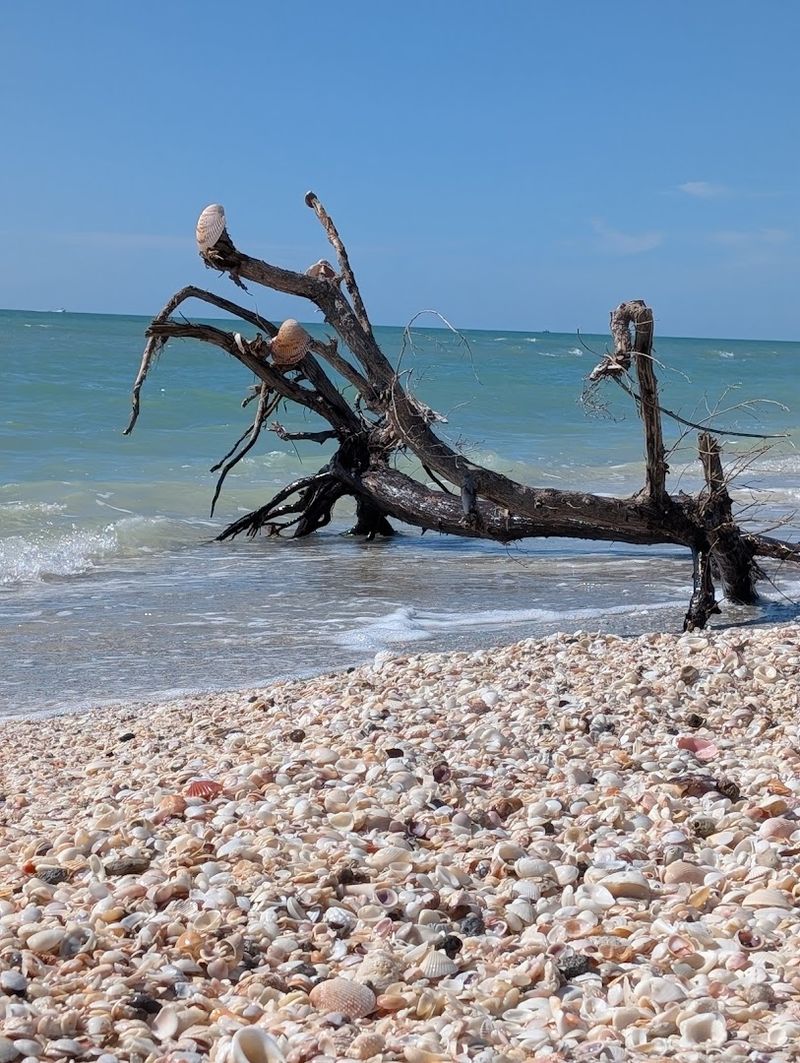 Best Timing for Finding the Most Teeth and Shells