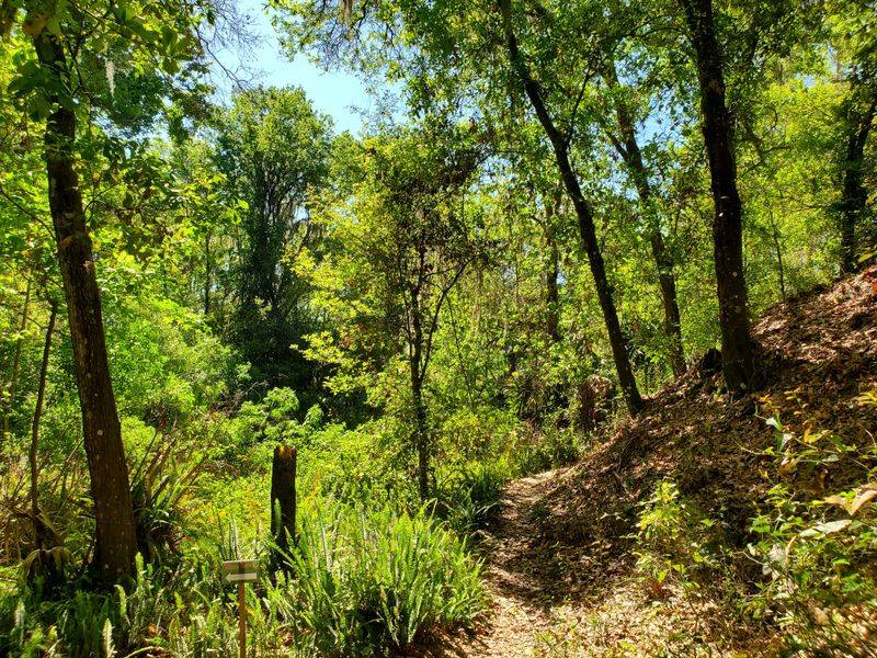 Hiking Trails Through Diverse Forest Ecosystems