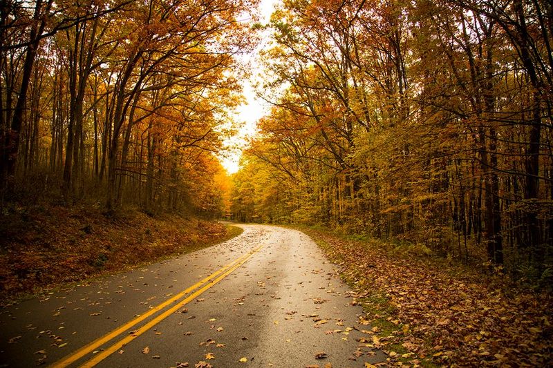 Longhouse National Scenic Byway: Forest Cathedral