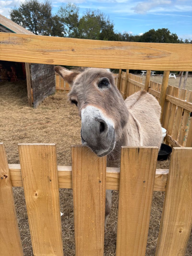 Say Hi to Dominic the Donkey