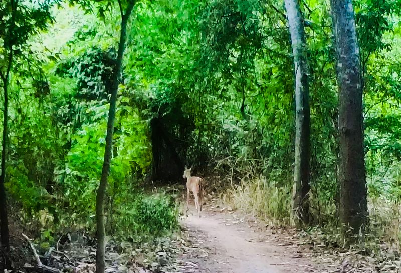 Wildlife Encounters Add Adventure