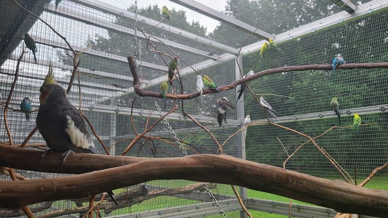 What Life Looks Like for the Parrots Who Call This Sanctuary Home