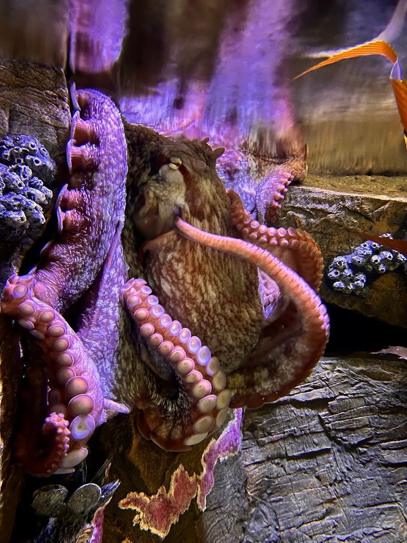 The Giant Pacific Octopus That Steals Every Visit