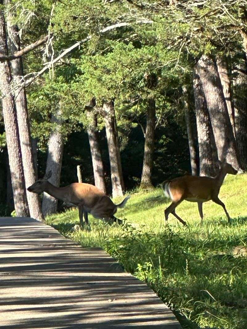 Trails, Wildlife, And Peaceful Nature Views