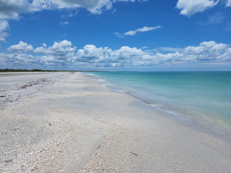 Cayo Costa (Gulf Coast)