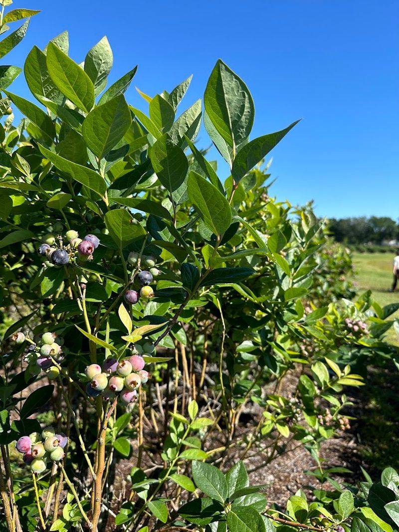 Beck Brothers Citrus Inc. (Windermere)