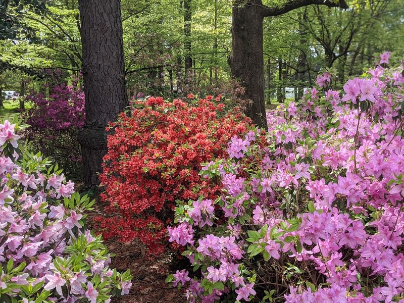 The Azalea Explosion That Steals the Show Every Year