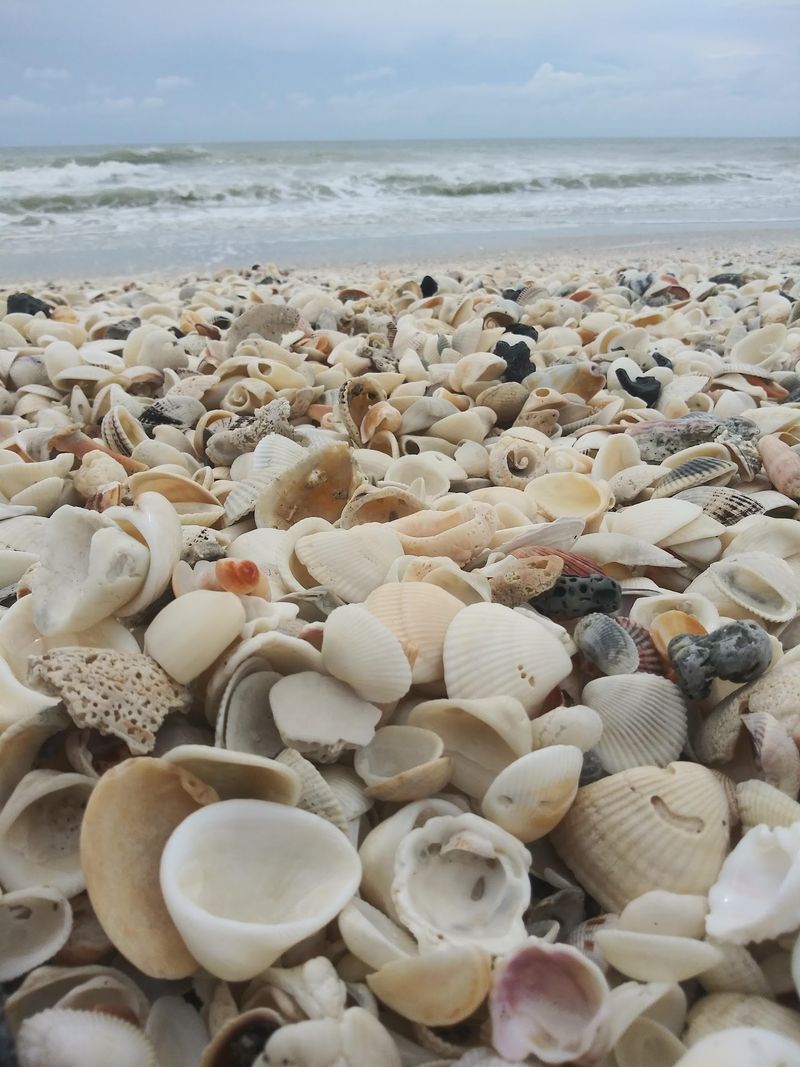 Shell Collecting Like You've Never Seen