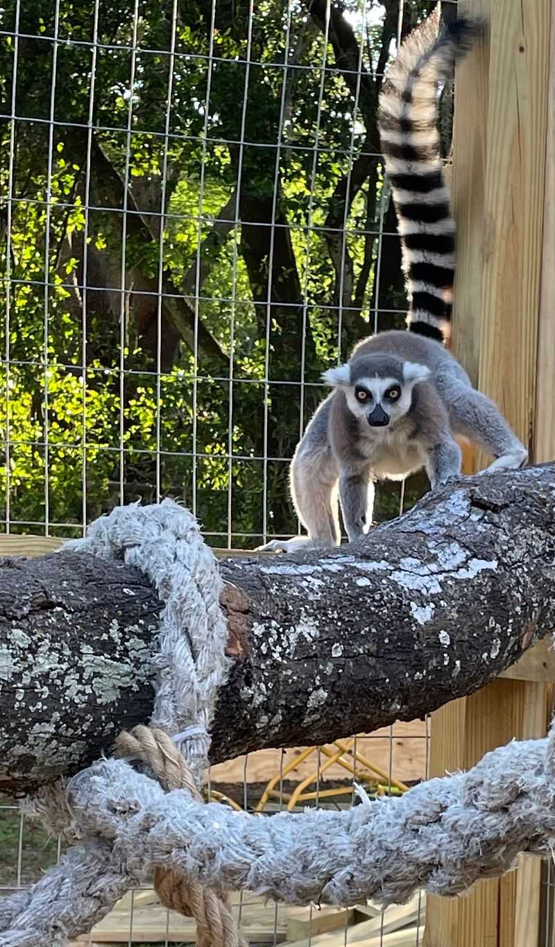 Ring-Tailed Lemurs With Personality For Days