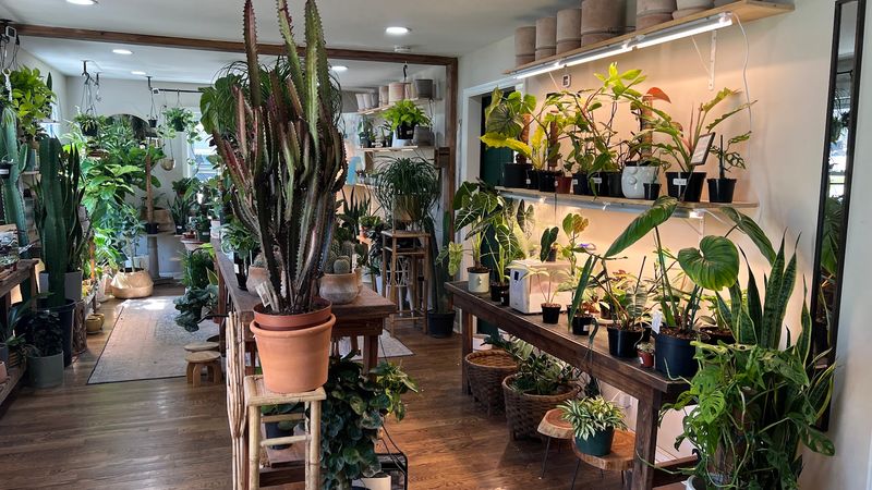 A Spring Hill Plant Shop With Personality