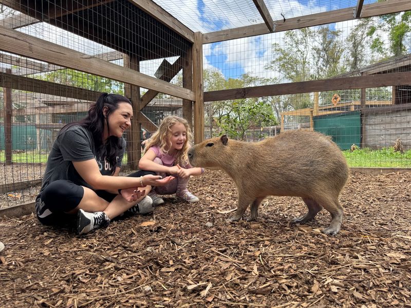 Capybara Belly Scratches You Never Knew You Needed