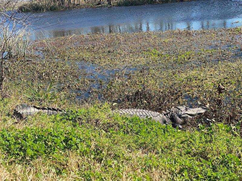 Alligator Safety You Will Actually Remember