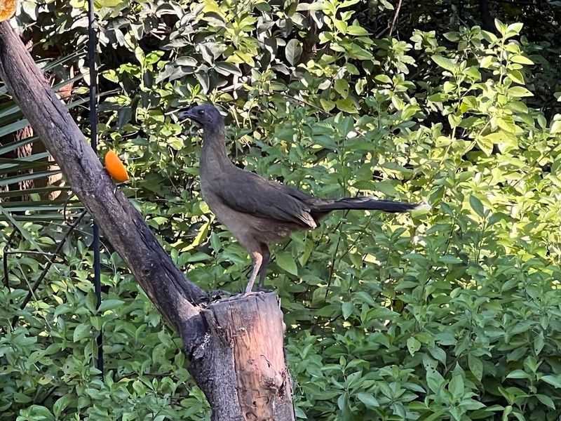 Bird Watching Beyond the Butterflies