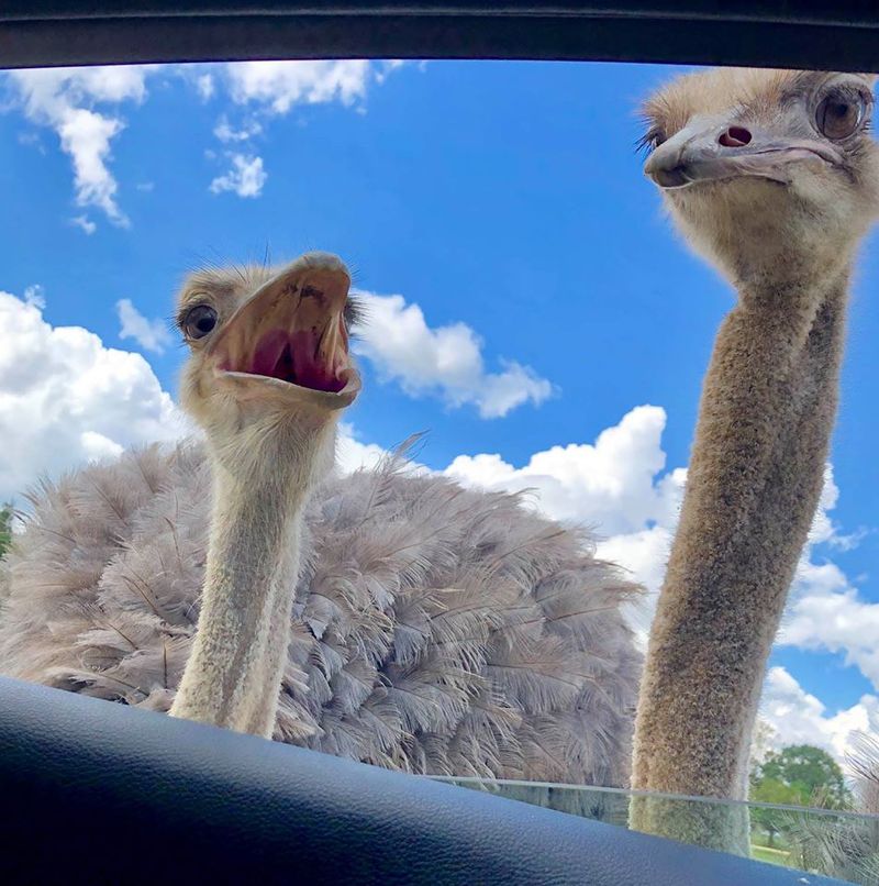 Photos, Souvenirs, and Memory Making