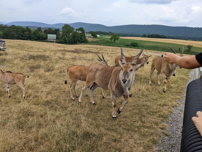 Animal feedings make the park feel wonderfully interactive