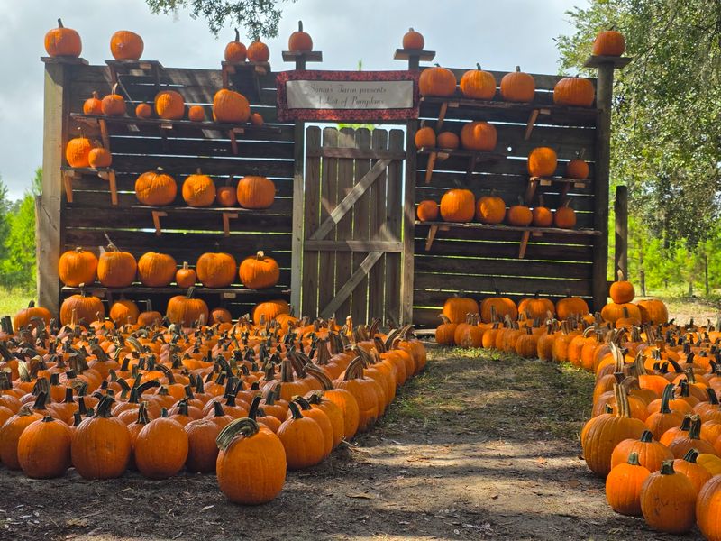 Baby Chicks, Dog Costumes, And A Trick Or Treat Trail Fill The Calendar