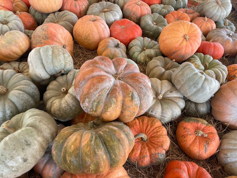 Hunsader Farms Pumpkin Festival (Bradenton)