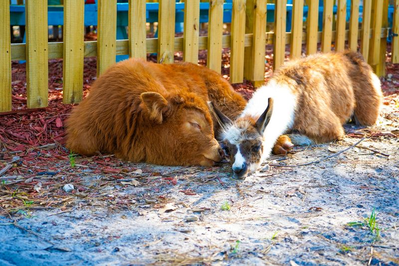 A Whole Barnyard of Friends